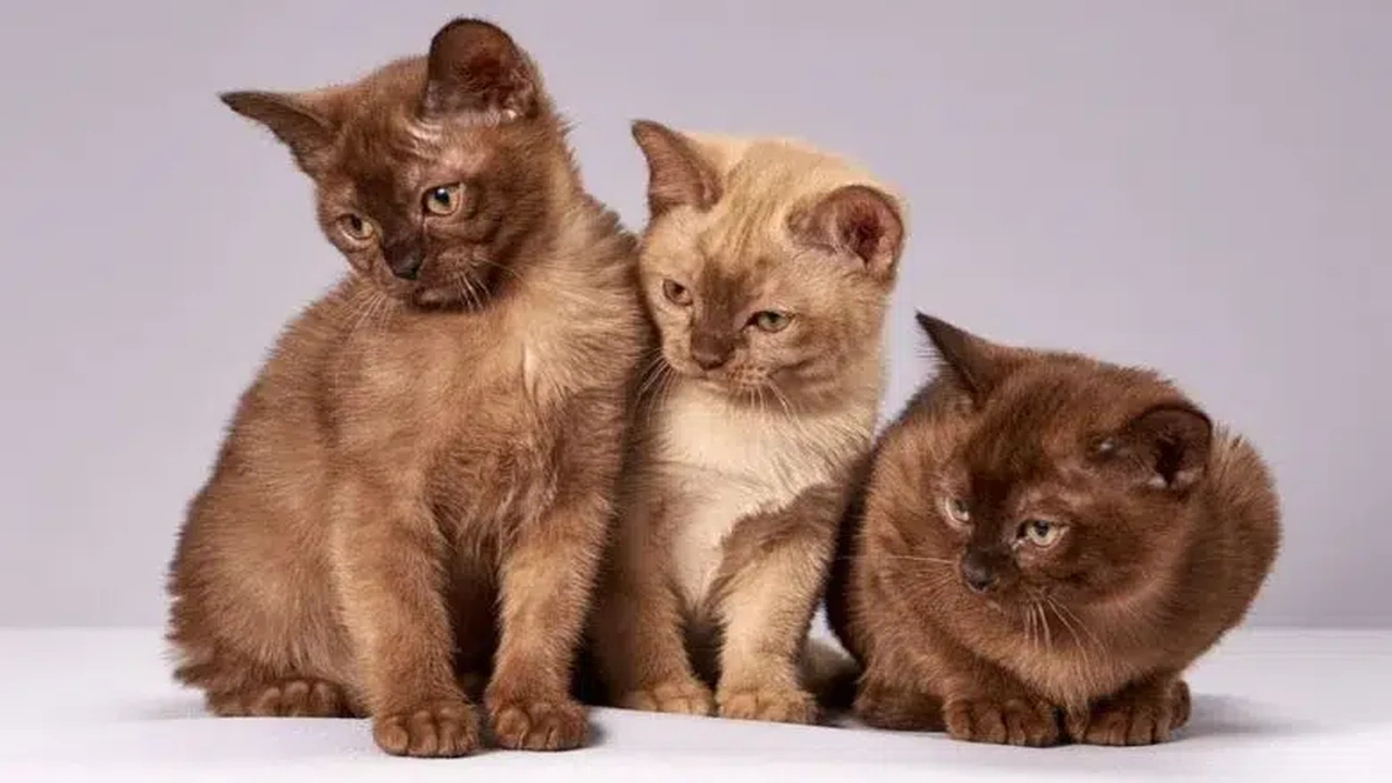 اسماء قطط اناث تركية راقية