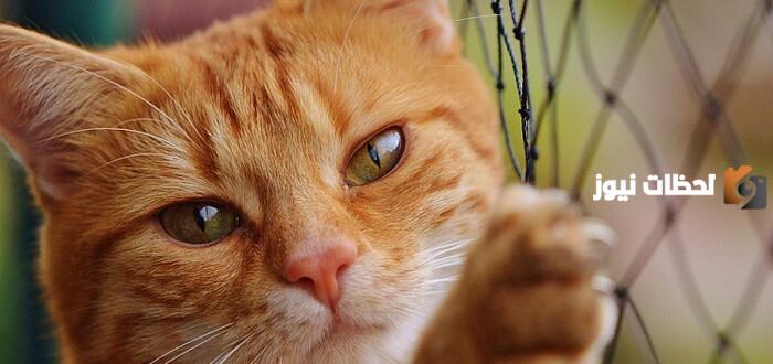 اسماء قطط اناث بالانجليزي مترجمة