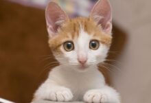 اسماء قطط اناث بالانجليزي مترجمة 