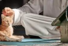 اسماء قطط اناث بالانجليزي مترجمة 