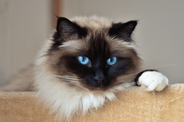 اسماء قطط اناث بالانجليزي مترجمة 