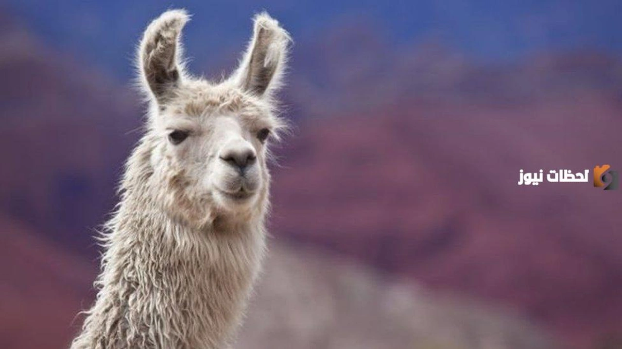 اسم حيوان بحرف اللام