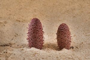 اسماء النباتات الصحراوية في الامارات نباتات الصحراء أوراقها شوكية