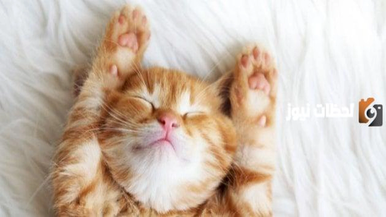 اسماء قطط ذكور عربية مضحكة