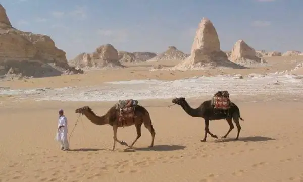 العولقي وش يرجع أصل العولقي من وين