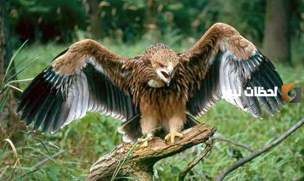 جدول وأسماء الحيوانات المهددة بالانقراض في مصر