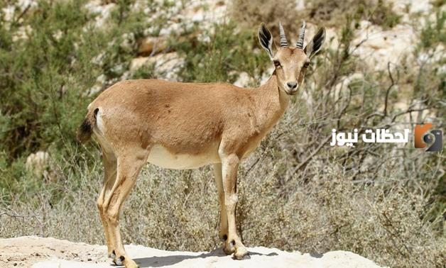 جدول وأسماء الحيوانات المهددة بالانقراض في مصر