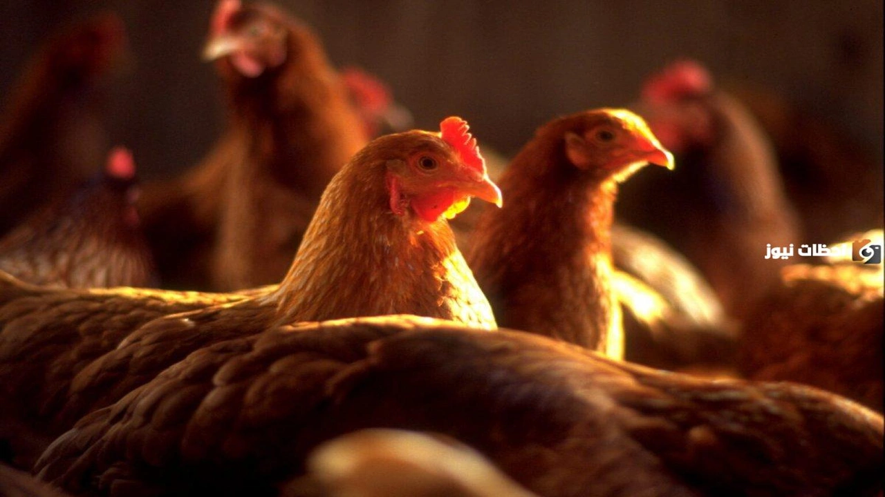 جودة منتجات الدواجن في البورصة واقتراحات البورصة لضبط الأسعار     