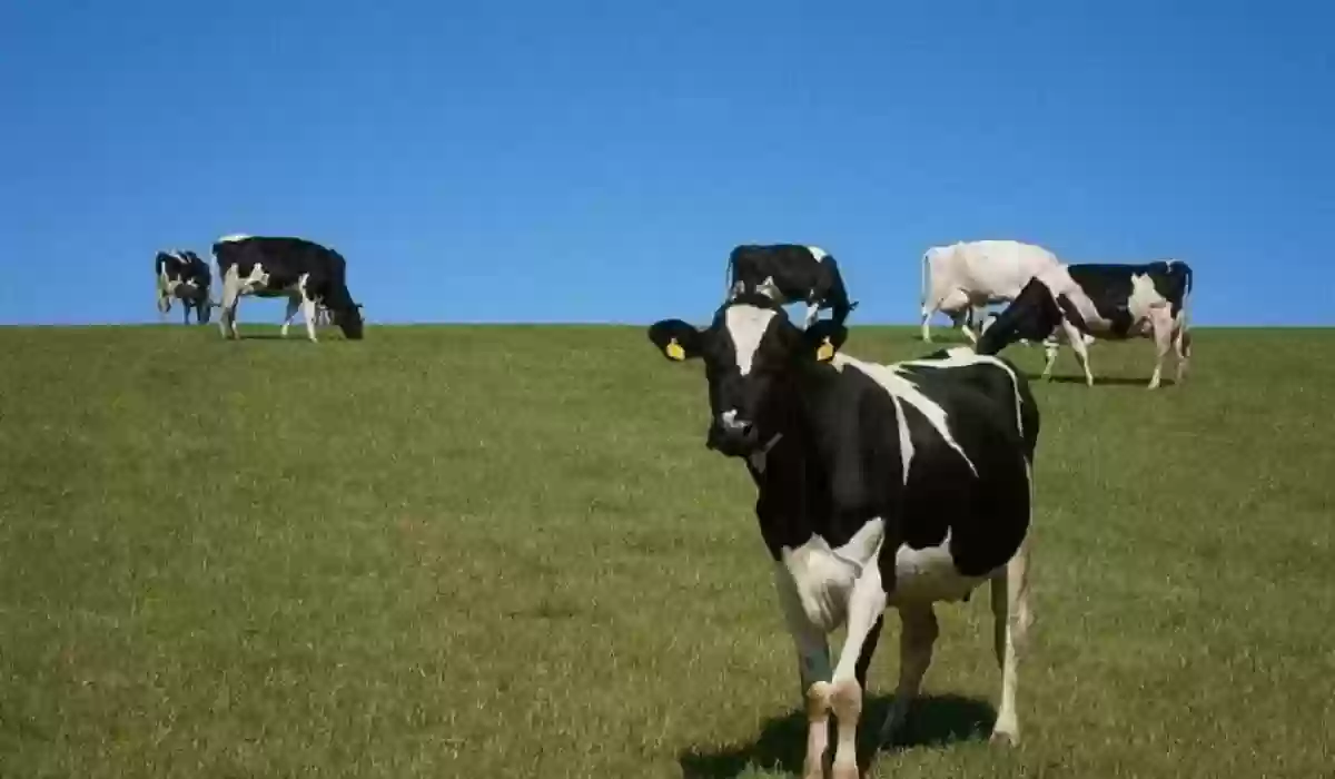 رابط وخطوات الاستعلام عن دعم المواشي برقم الهوية 1446 وهذه الشروط المطلوبة