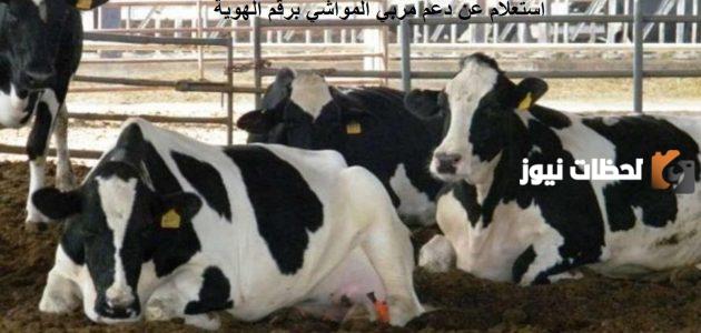 رابط وخطوات الاستعلام عن دعم المواشي برقم الهوية 1446 وهذه الشروط المطلوبة