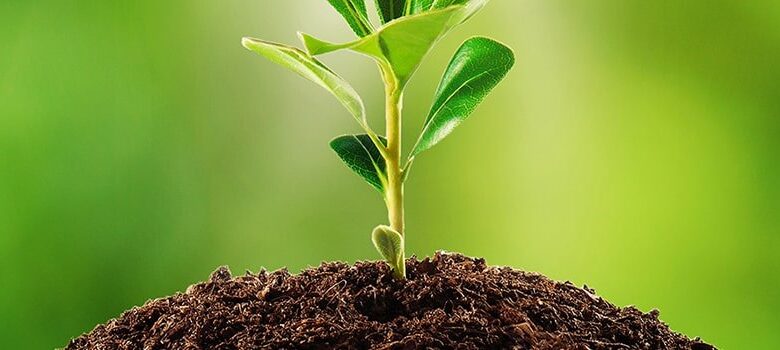 فوائد السليلوز للنبات والجزء المسؤول عن بنائه وتكوينه