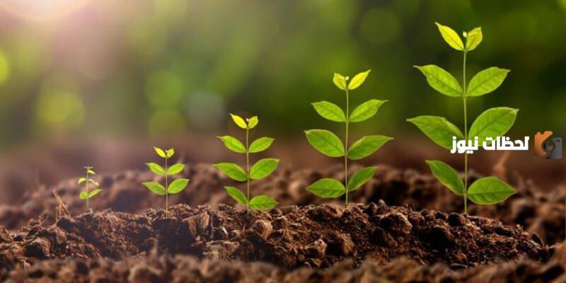 فوائد السليلوز للنبات والجزء المسؤول عن بنائه وتكوينه