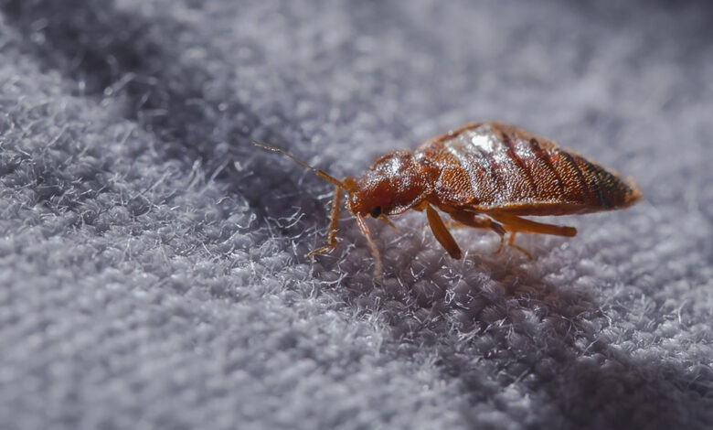 كيف تتخلص من حشرة الفراش نهائيا بوصفات طبيعية ونصائح منزلية