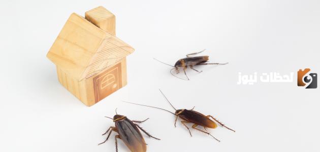 ما سبب وجود الصراصير في المنزل