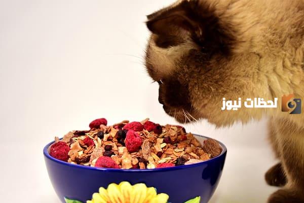 ماذا تأكل القطط من طعام البيت وصفات خاصة