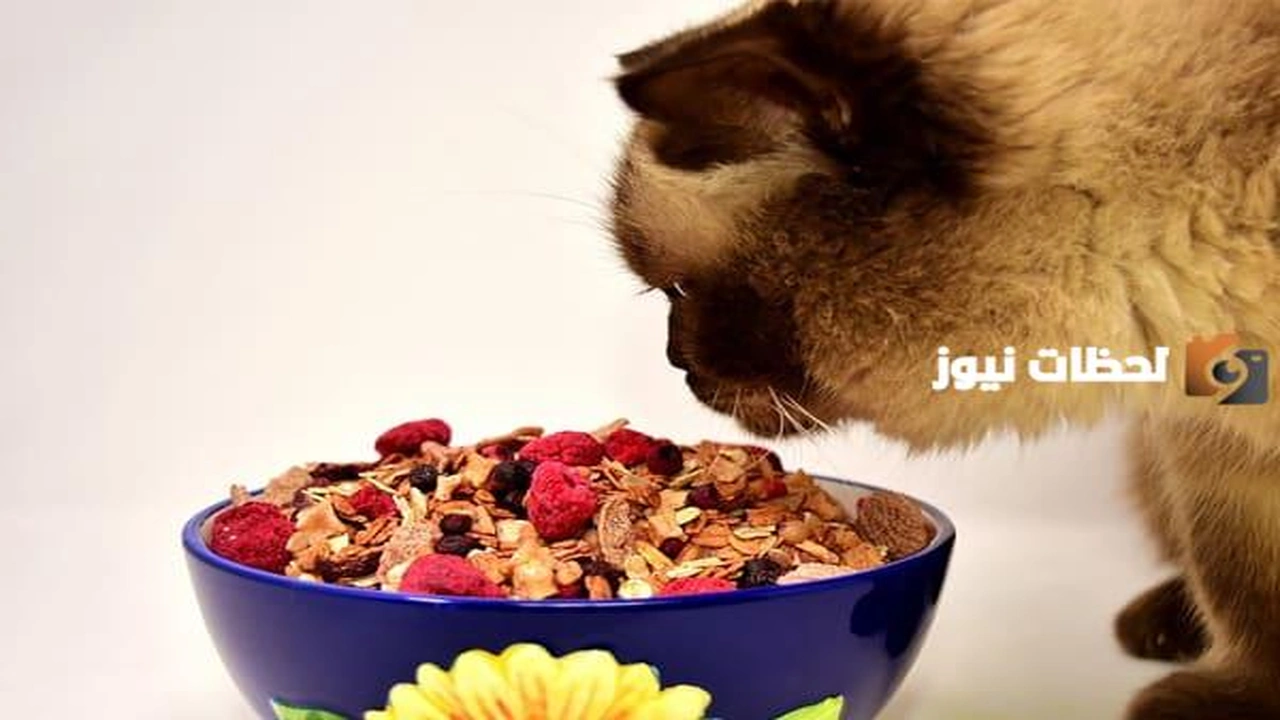 ماذا تأكل القطط من طعام البيت + وصفات خاصة
